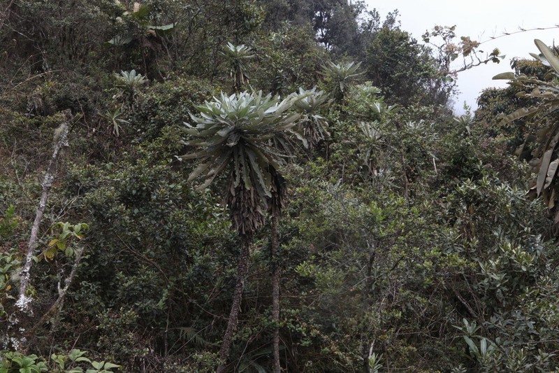 Espeletia spectabilis