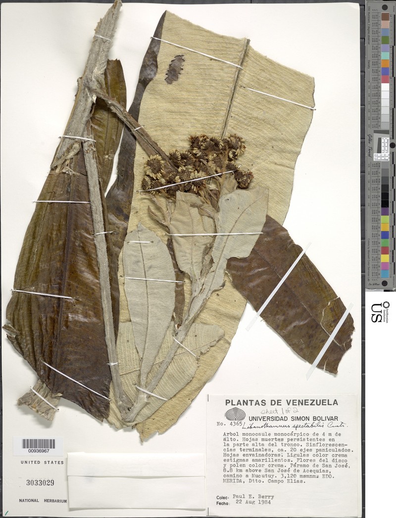 Espeletia spectabilis photo 2