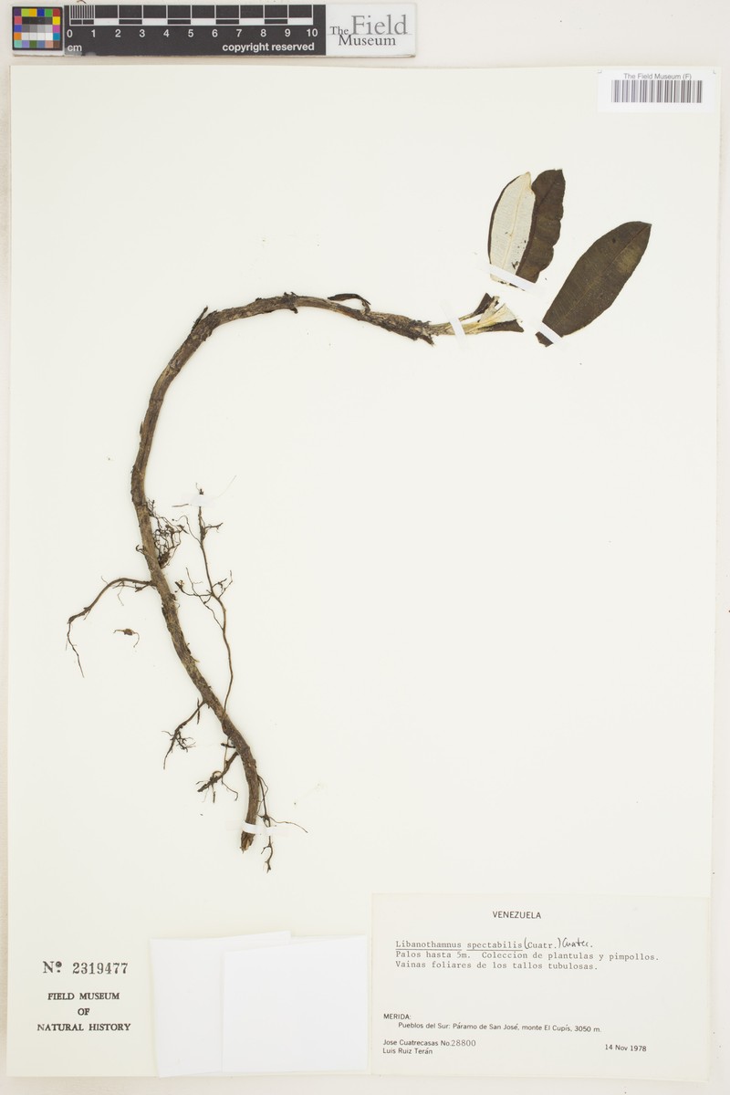 Espeletia spectabilis photo 3