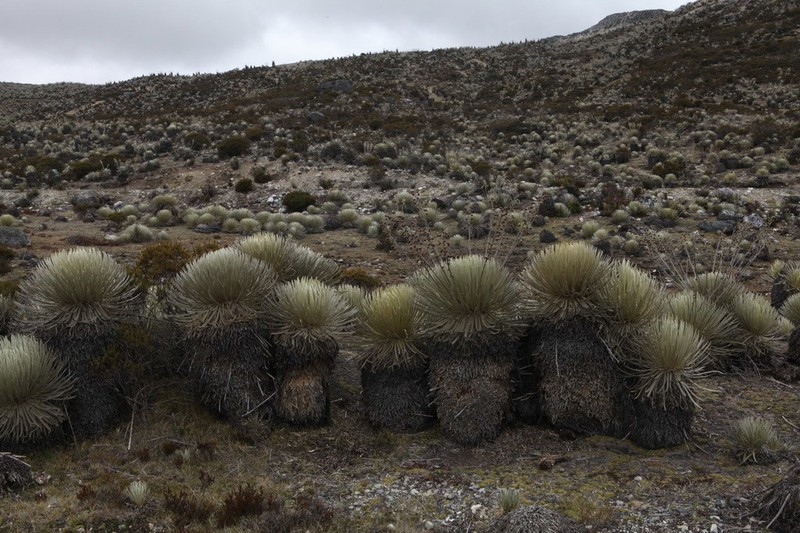 Espeletia spicata photo 2