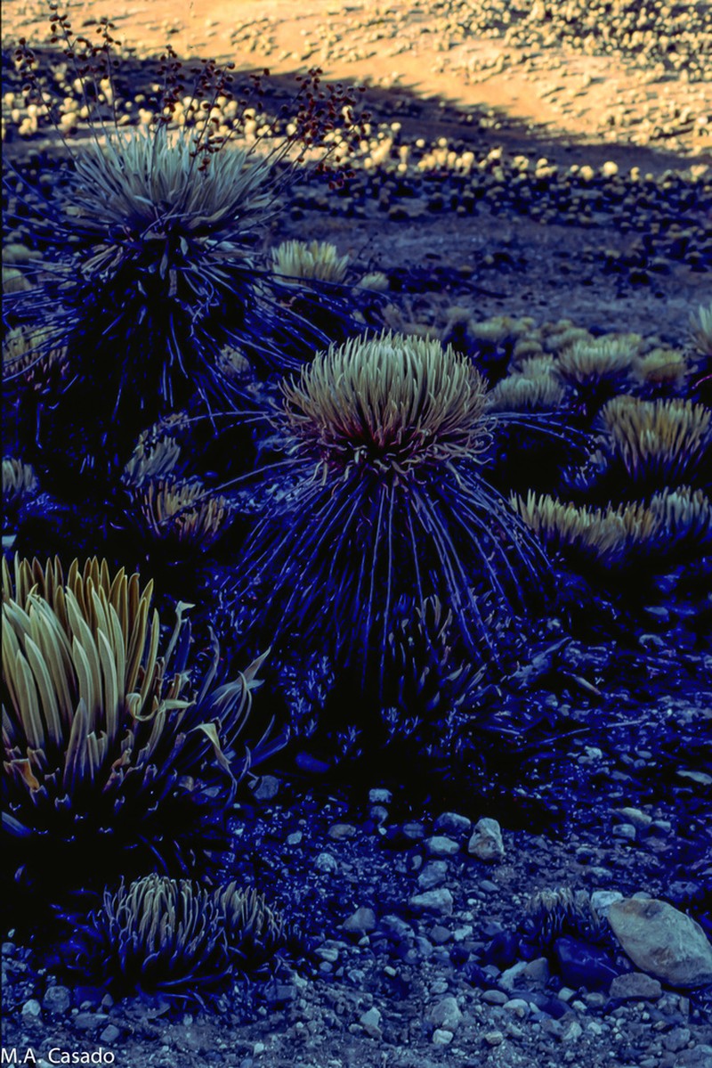 Espeletia spicata photo 3