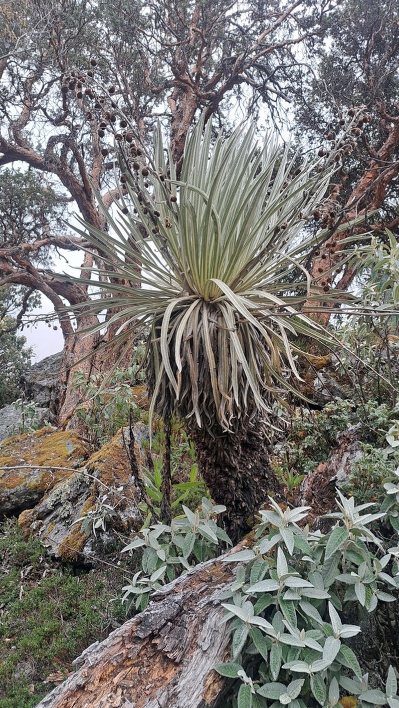 Espeletia spicata photo 4