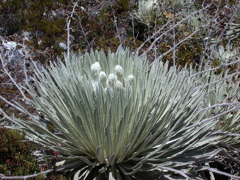 Espeletia spicata photo 5