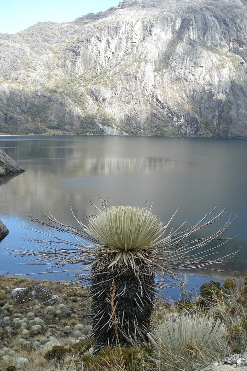 Espeletia spicata photo 7
