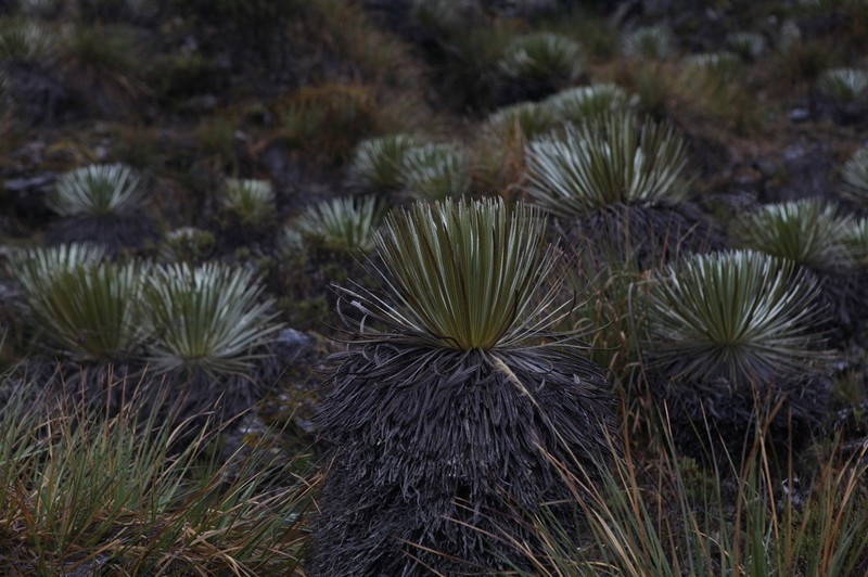Espeletia spicata photo 8