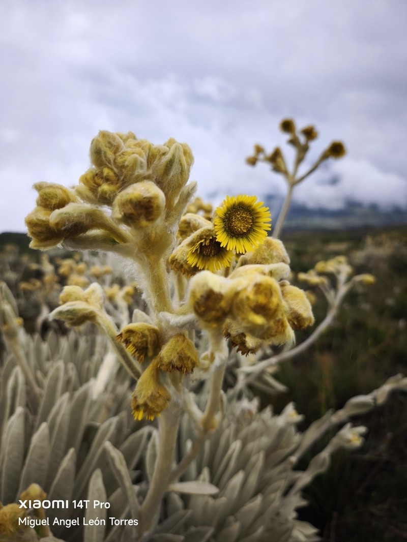 Espeletia standleyana