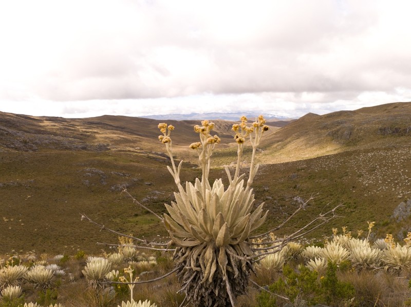 Espeletia standleyana photo 2