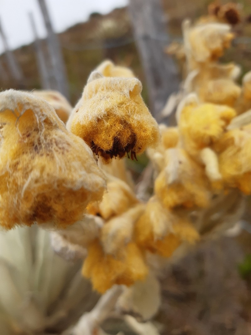 Espeletia standleyana photo 3