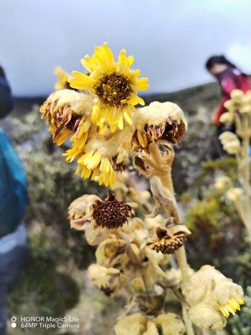 Espeletia standleyana photo 4