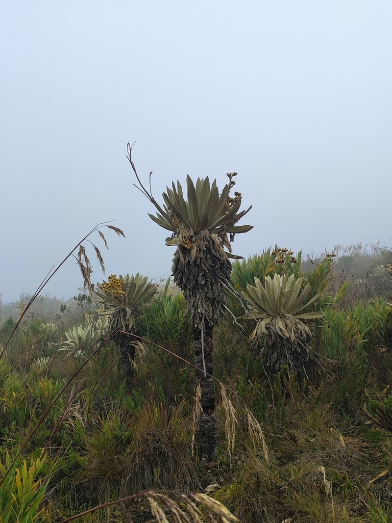 Espeletia standleyana photo 5