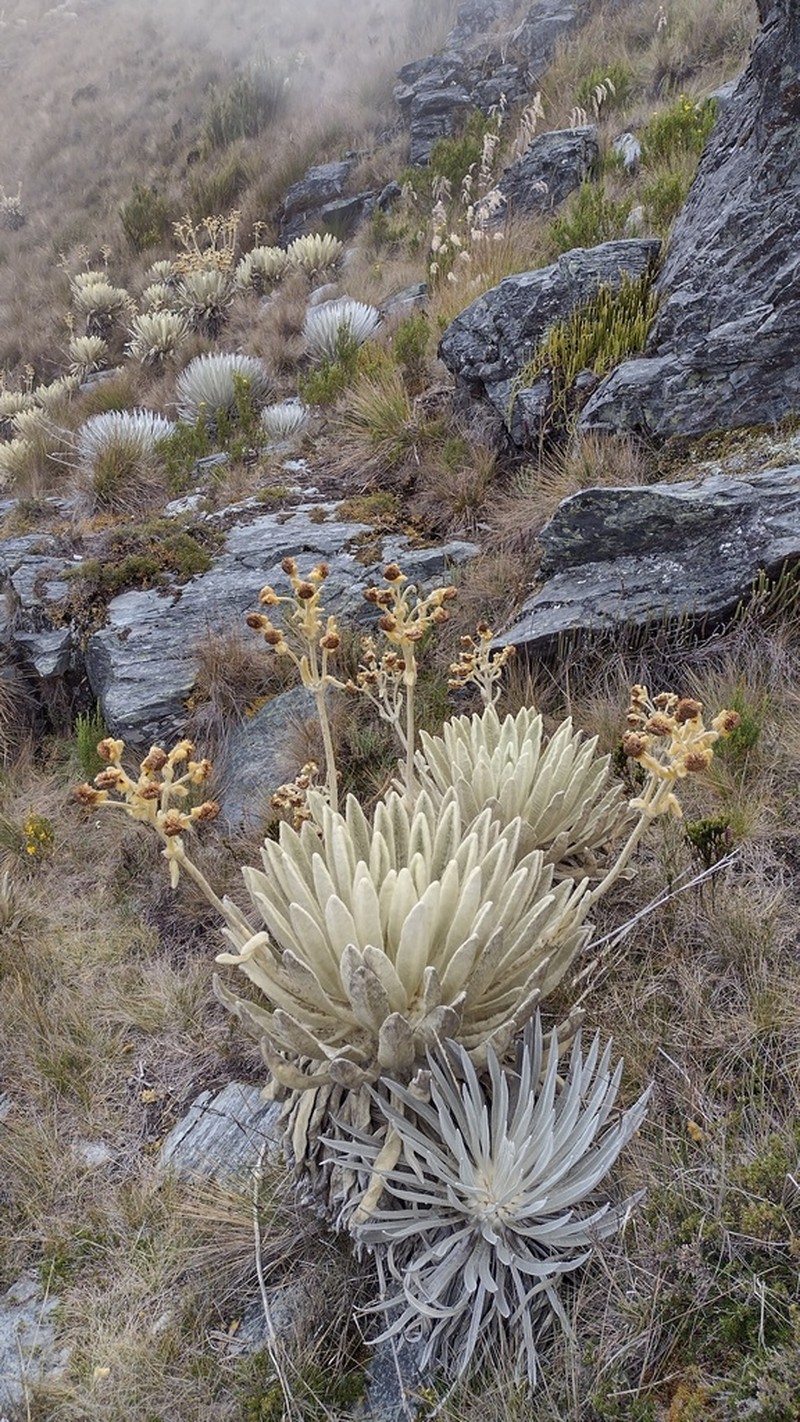 Espeletia standleyana photo 6