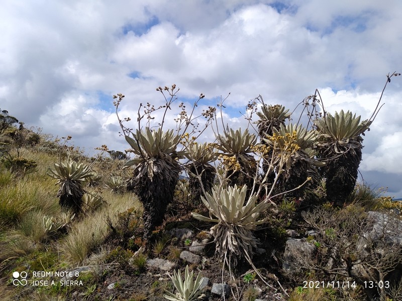 Espeletia standleyana photo 7