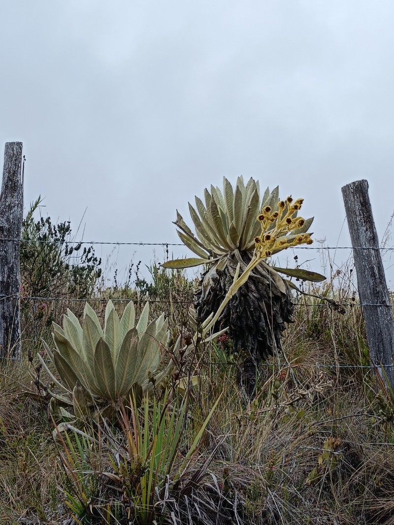 Espeletia standleyana photo 8