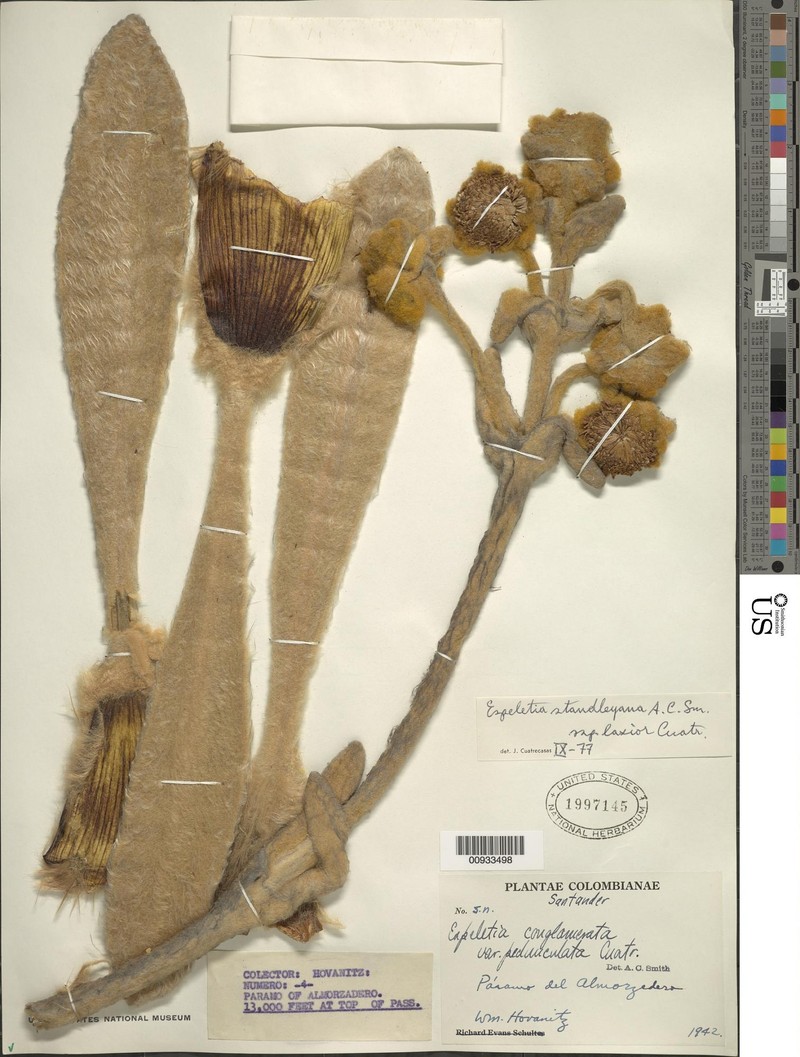 Espeletia standleyana subsp. laxior