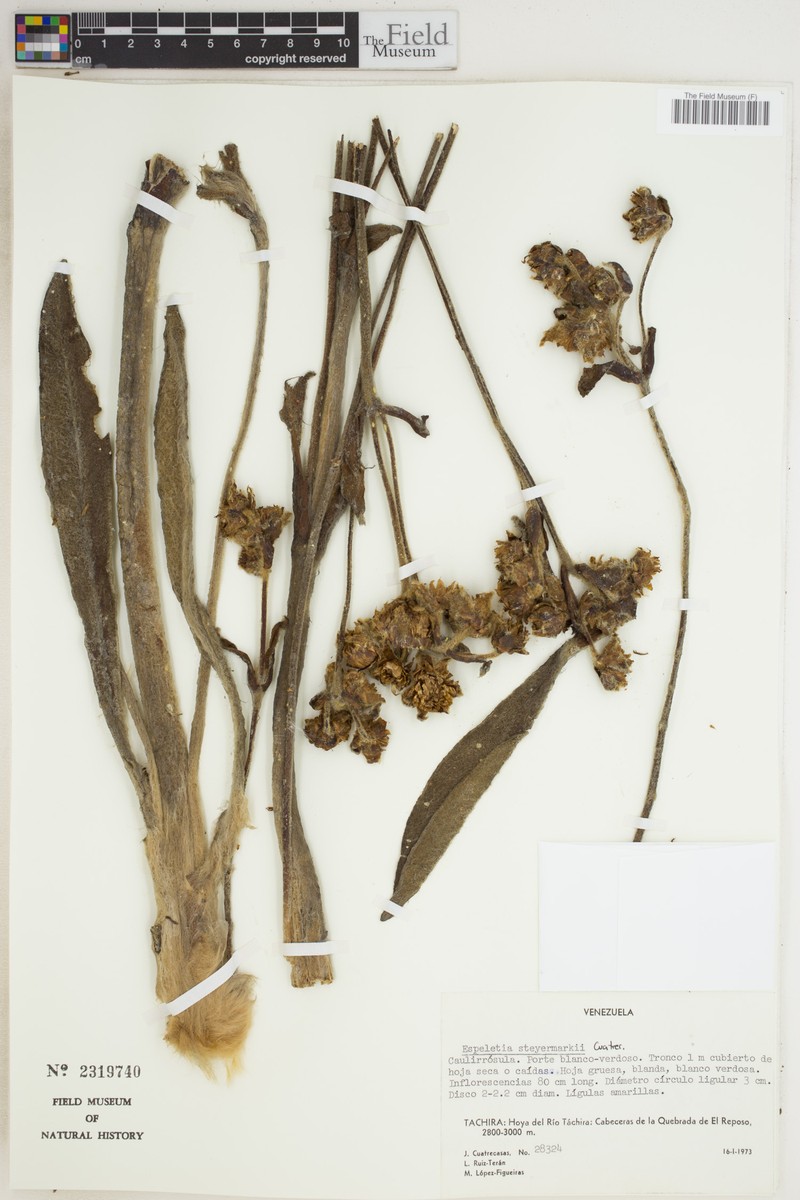 Espeletia steyermarkii photo 6