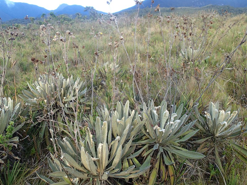 Espeletia steyermarkii