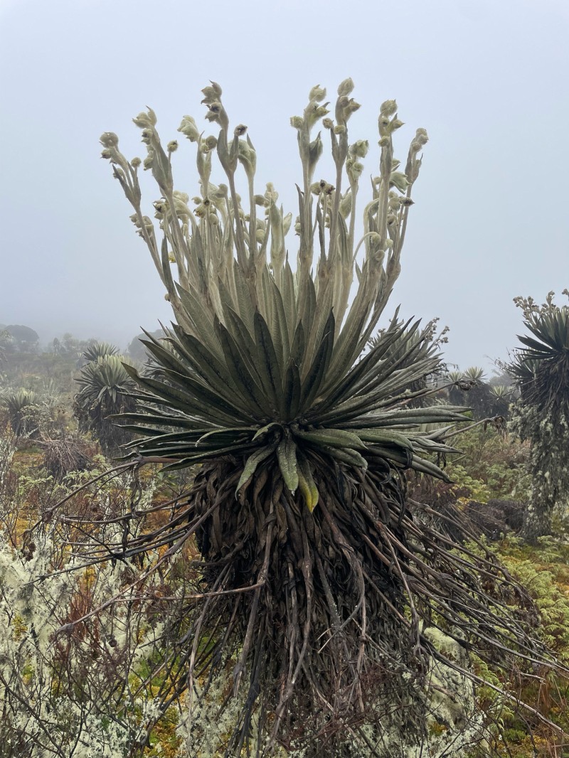 Espeletia summapacis photo 3