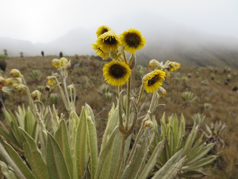 Espeletia summapacis photo 4