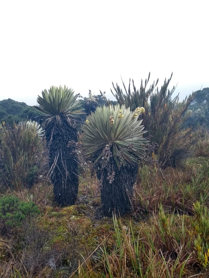 Espeletia summapacis photo 5