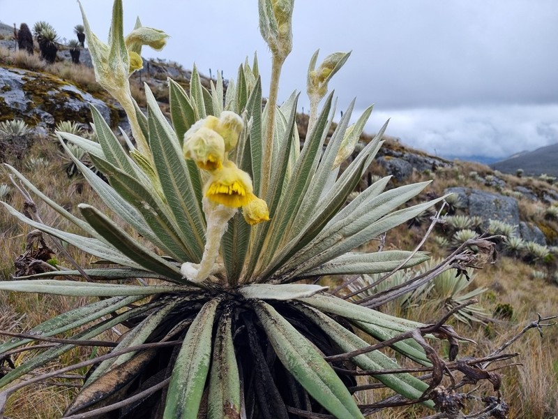 Espeletia summapacis photo 6