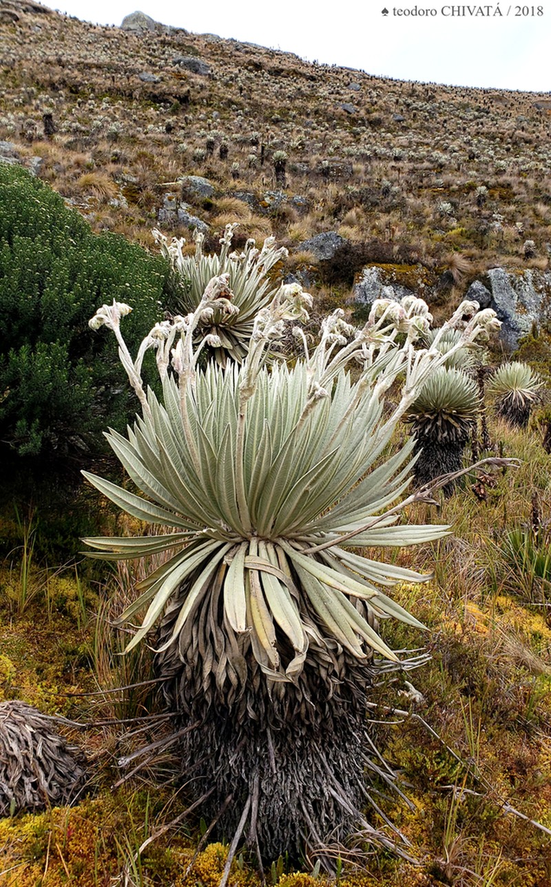 Espeletia summapacis photo 7