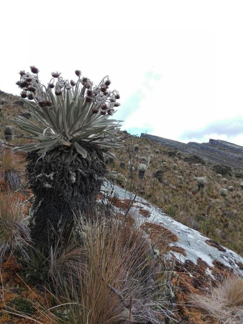Espeletia summapacis photo 8