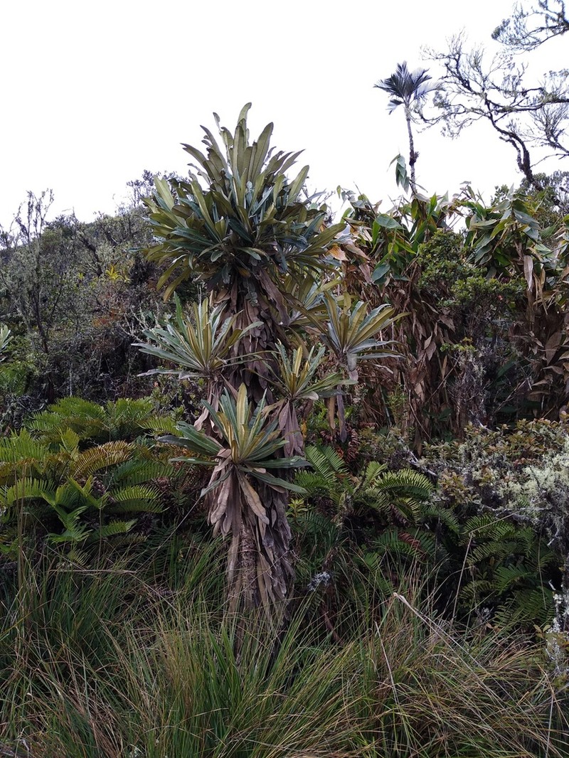 Espeletia tamana
