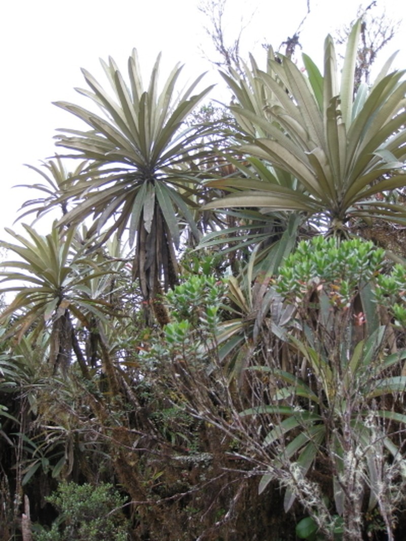 Espeletia tamana photo 2