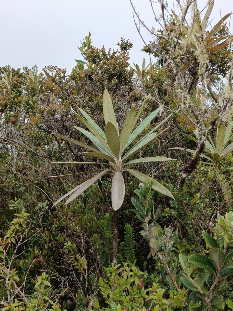 Espeletia tamana photo 3
