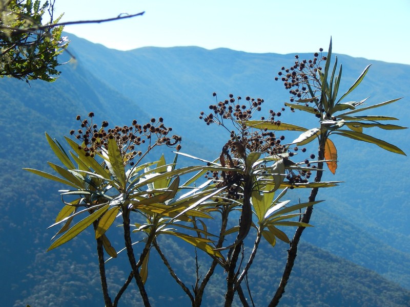 Espeletia tamana photo 5