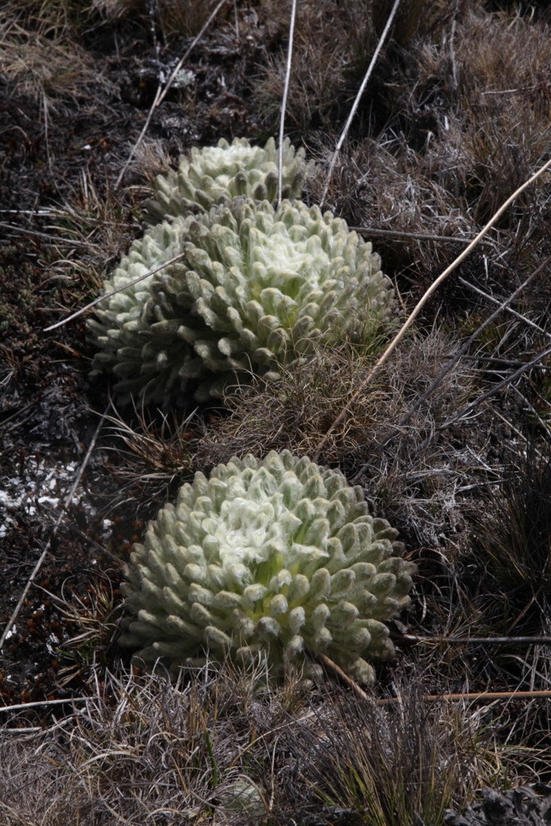 Espeletia tenorae