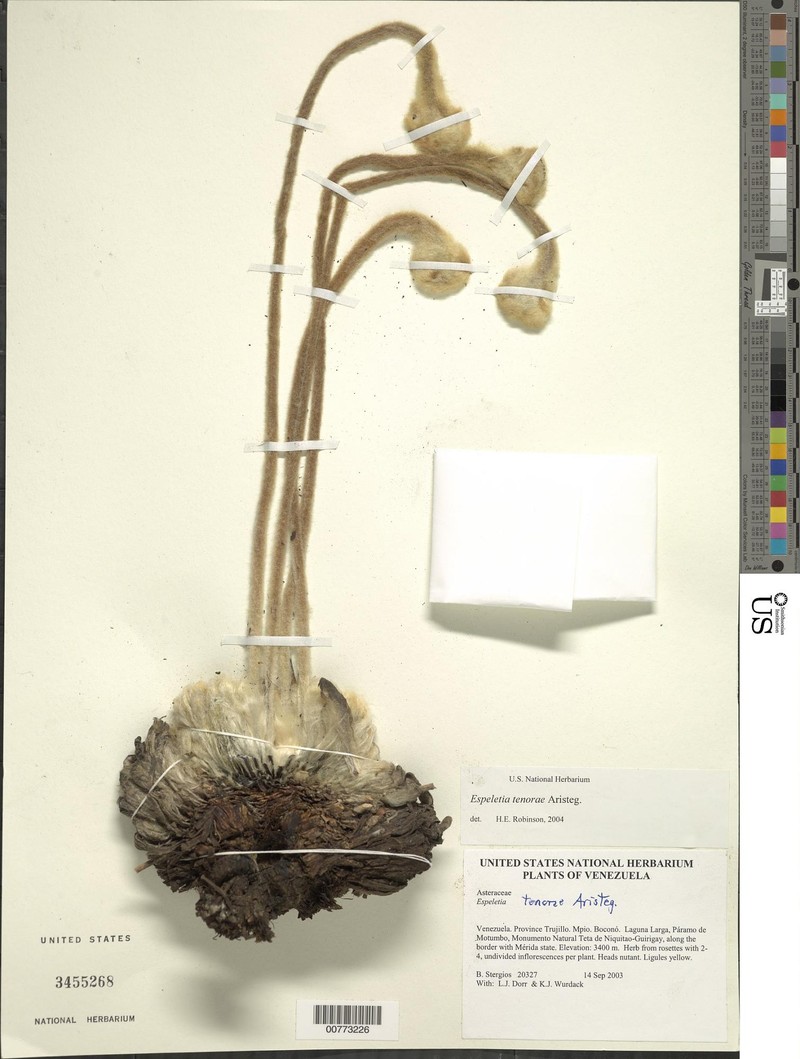 Espeletia tenorae photo 2