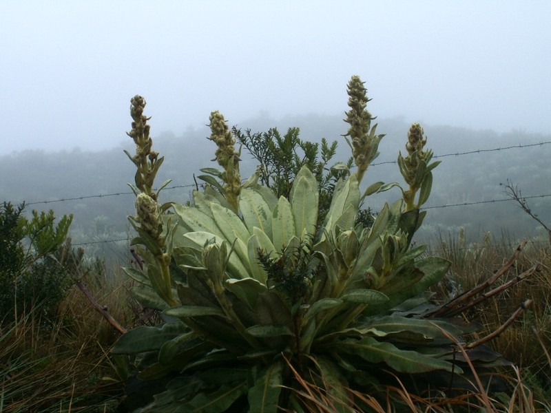 Espeletia thyrsiformis photo 3