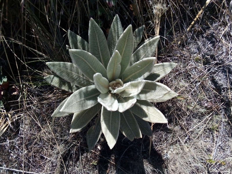 Espeletia thyrsiformis photo 5