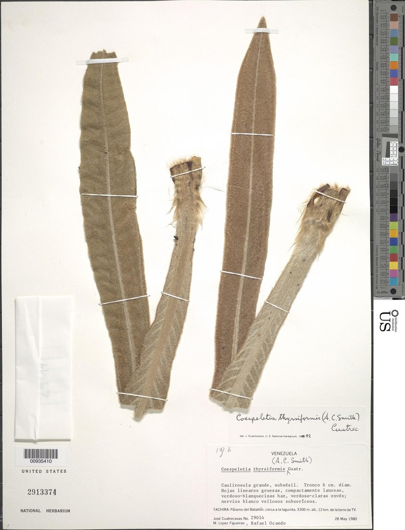 Espeletia thyrsiformis photo 7