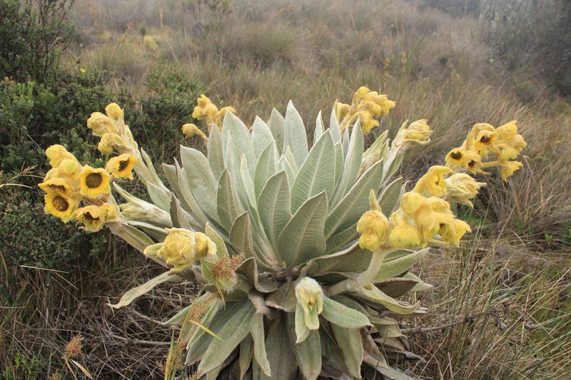 Espeletia tibamoensis