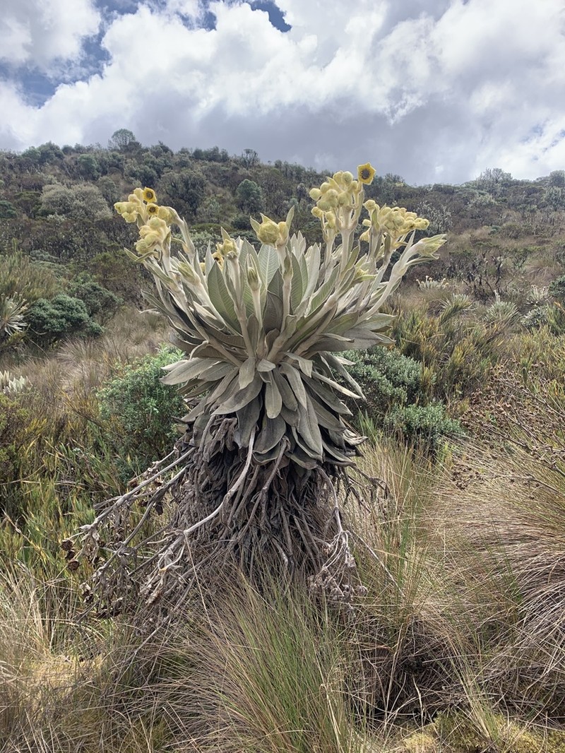 Espeletia tibamoensis photo 2