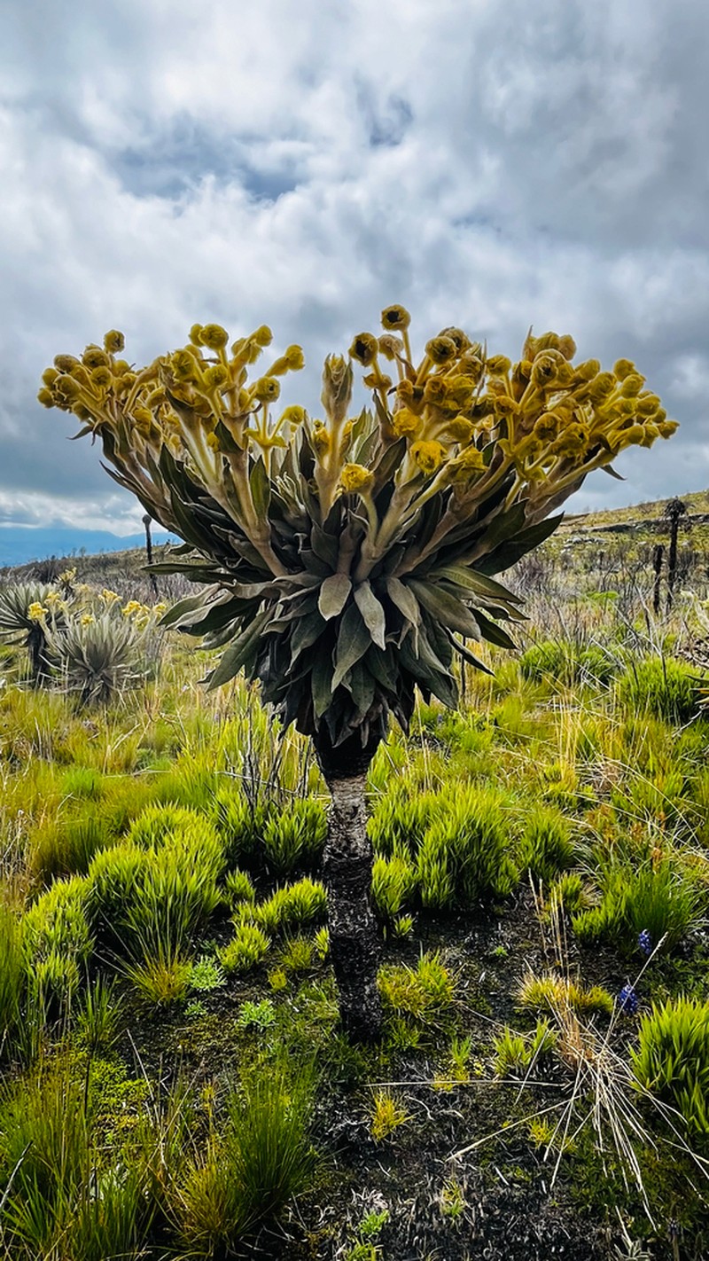 Espeletia tibamoensis photo 3
