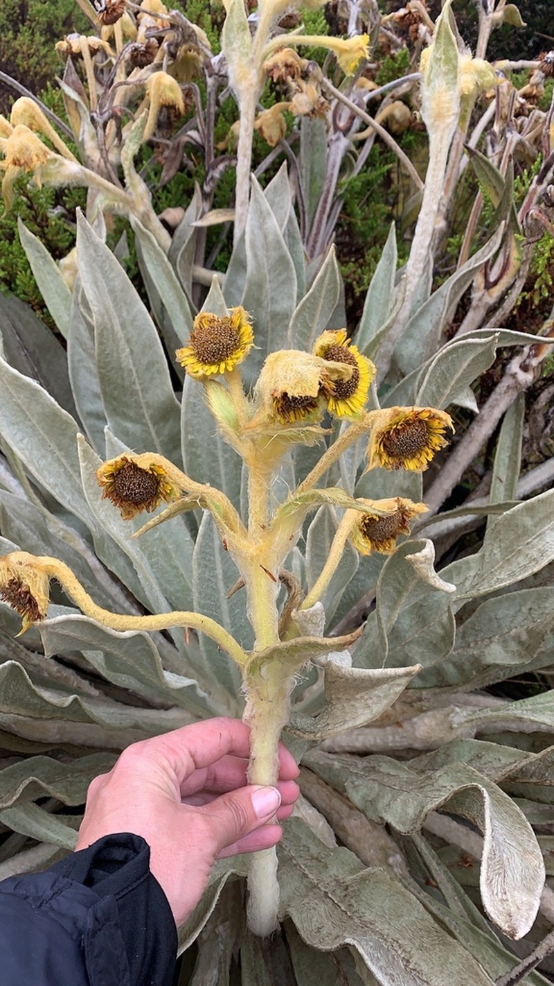 Espeletia tibamoensis photo 4