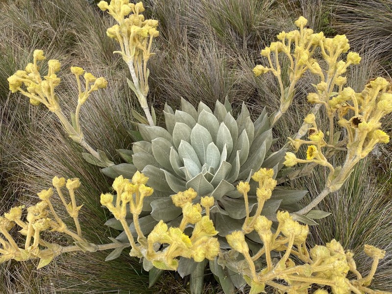 Espeletia tibamoensis photo 5