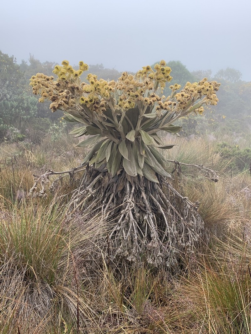 Espeletia tibamoensis photo 6