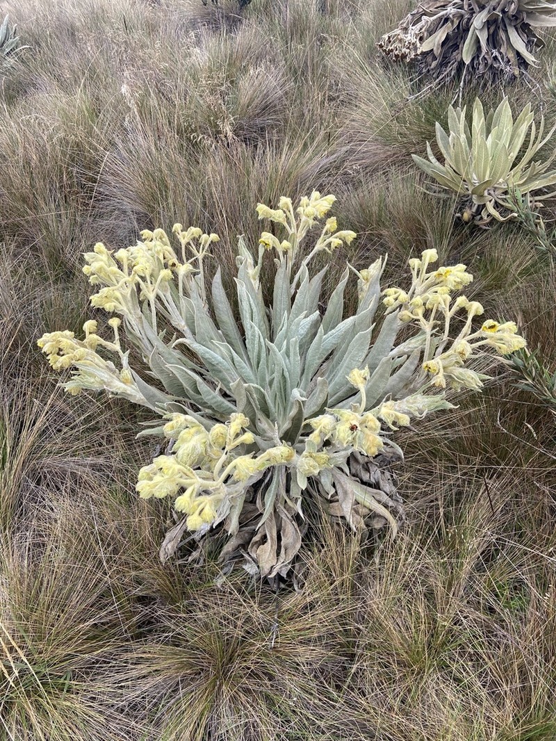Espeletia tibamoensis photo 7