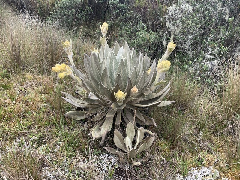 Espeletia tibamoensis photo 8