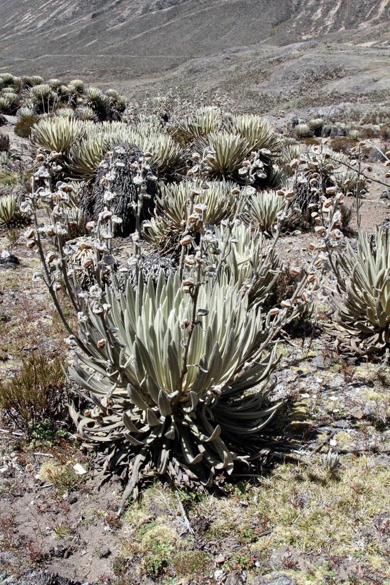 Espeletia timotensis