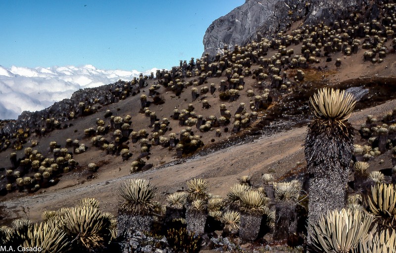 Espeletia timotensis photo 2