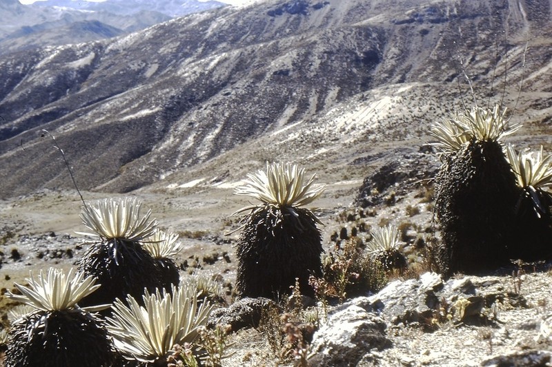 Espeletia timotensis photo 3