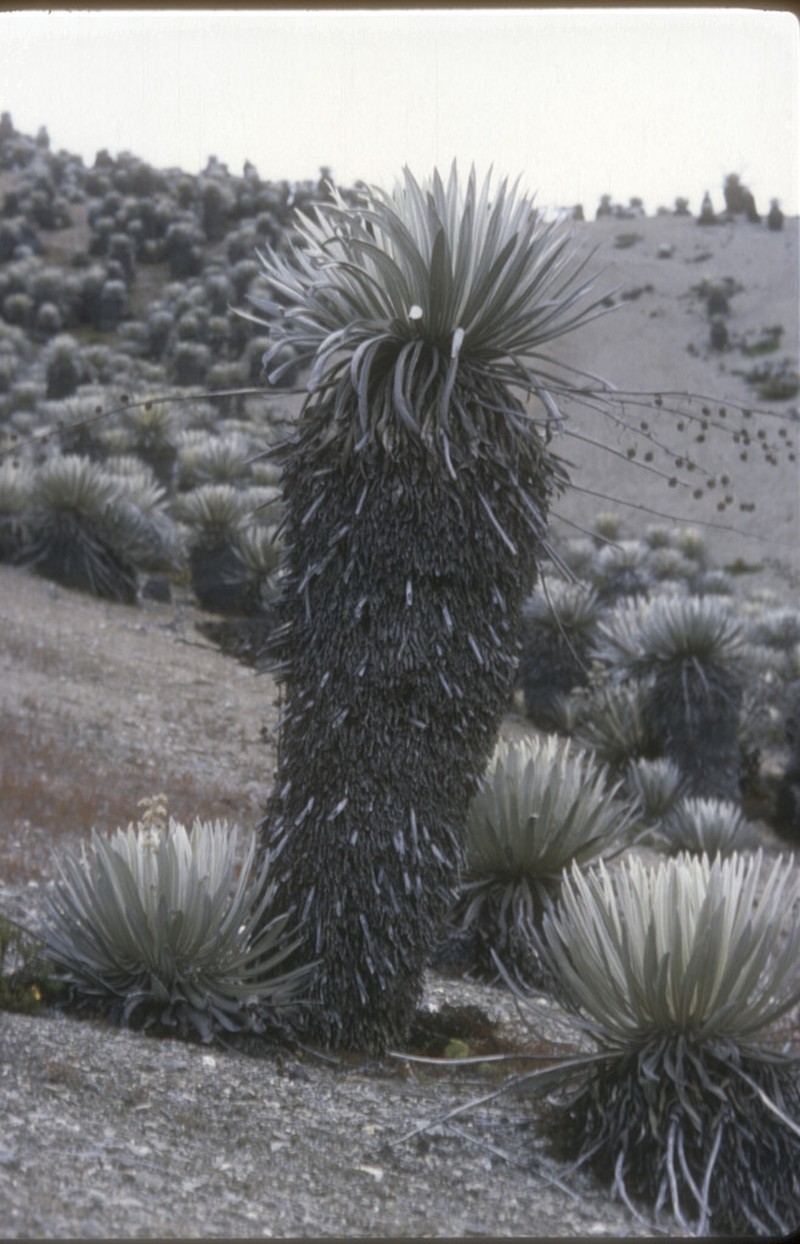 Espeletia timotensis photo 4