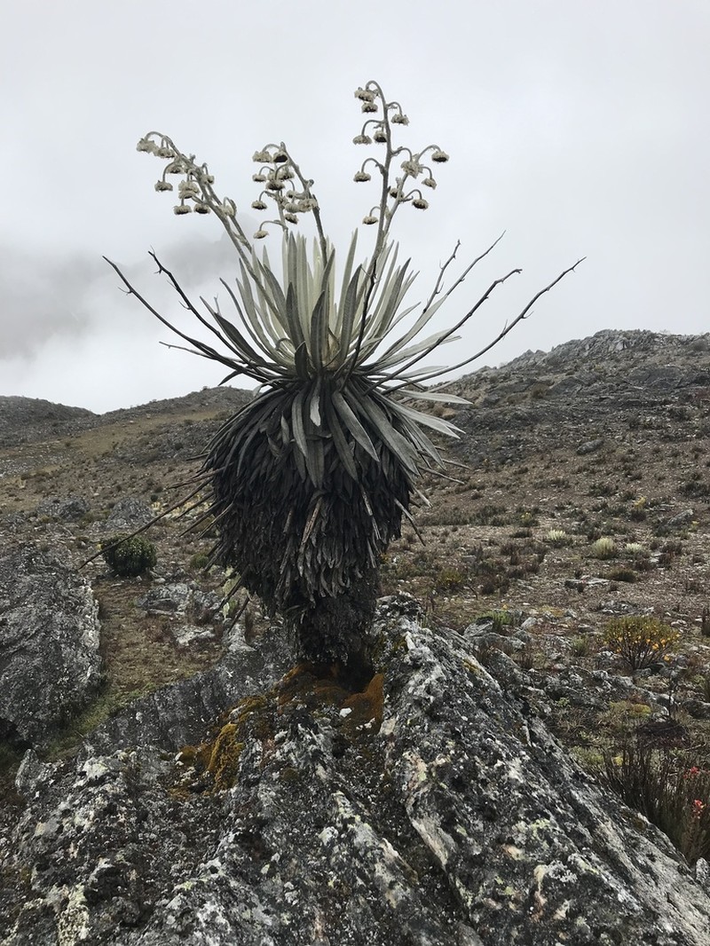 Espeletia timotensis photo 5