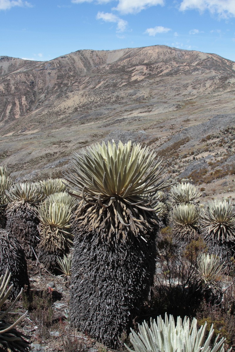 Espeletia timotensis photo 6