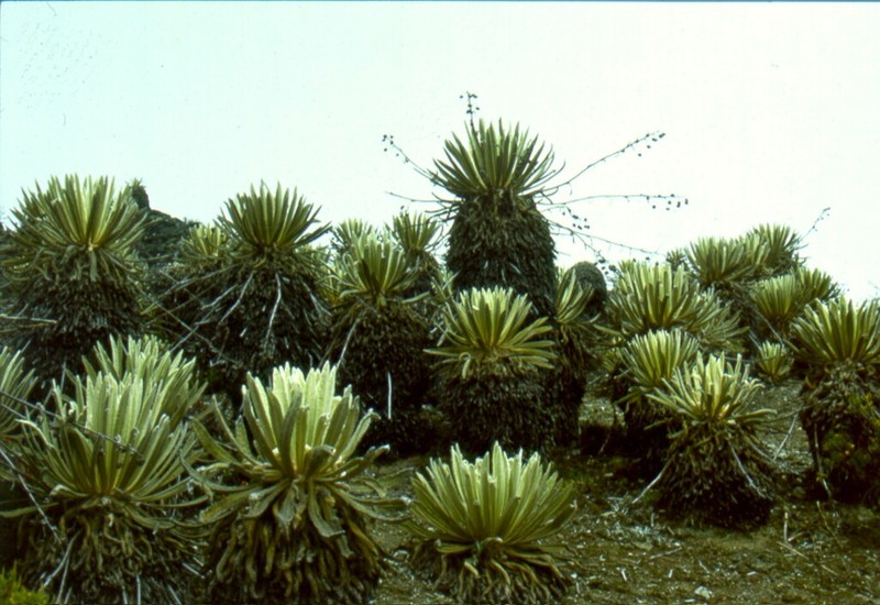 Espeletia timotensis photo 7